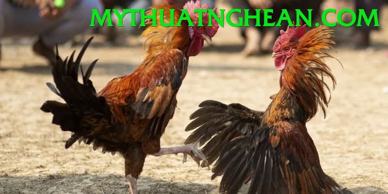 Đá Gà Trực Tiếp - Win222