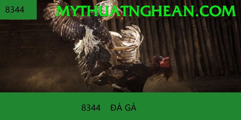 Đá Gà Trực Tiếp - Ưu đãi đặc biệt