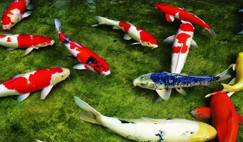 Cải tạo lọc hồ cá koi tại Nghệ An